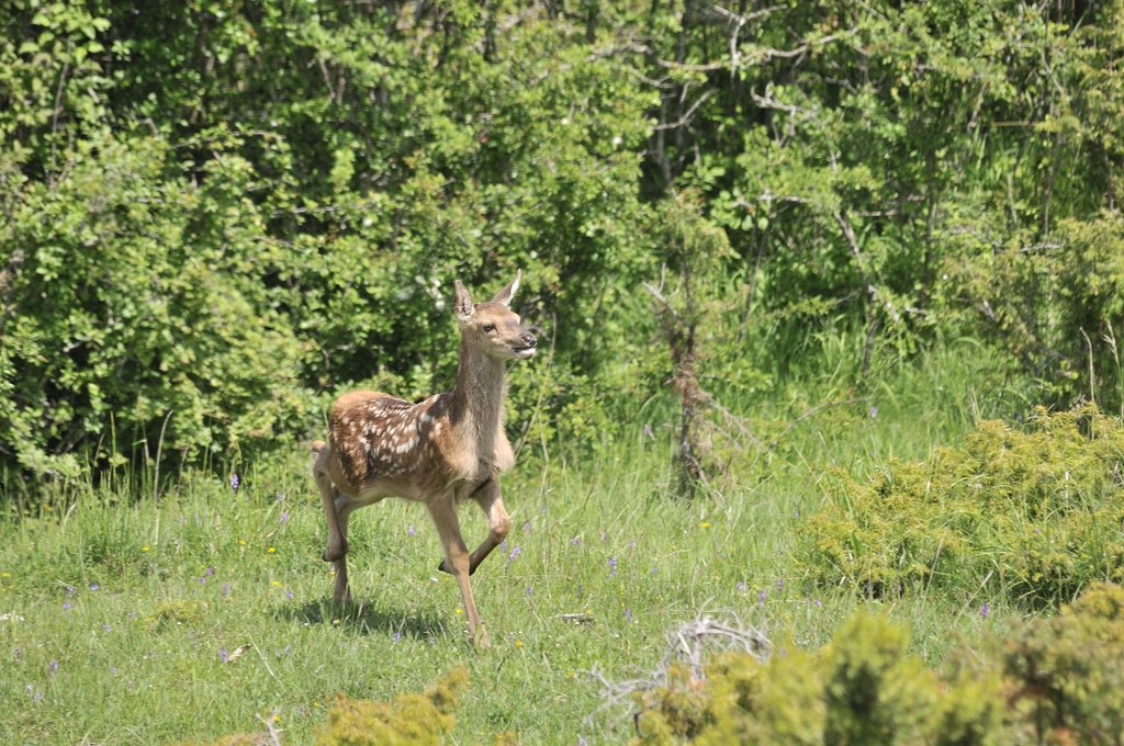 Cuccioli  (fotoracconto)